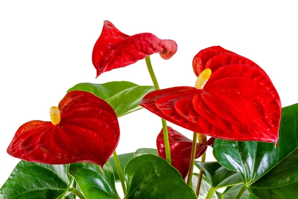 Flor vermelha isolada da flor do anthurium — Fotografia de Stock