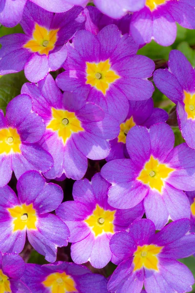 Blommig bakgrund med lila Pansy blomma blommor — Stockfoto