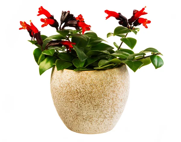 Planta isolada de batom vermelho em vaso — Fotografia de Stock