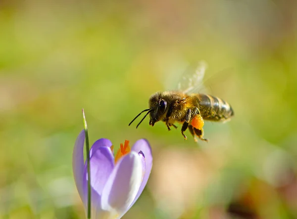 Ape volante che impollina un fiore di croco viola — Foto Stock