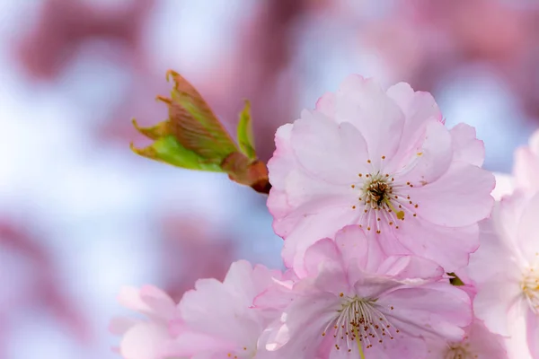 Pink cherry blossoms — Stock Photo, Image