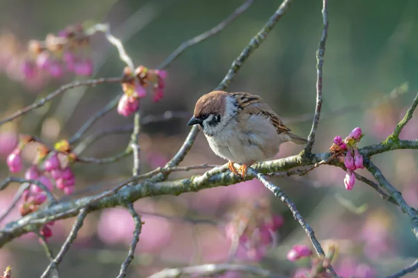 Eurasian Tree Sparrow sentado em um galho — Fotografia de Stock