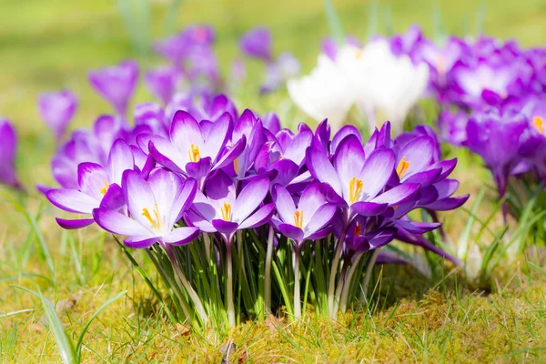 Flores de cocodrilo púrpura en primavera — Foto de Stock