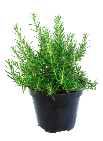 Isolated potted rosemary herbs Stock Picture