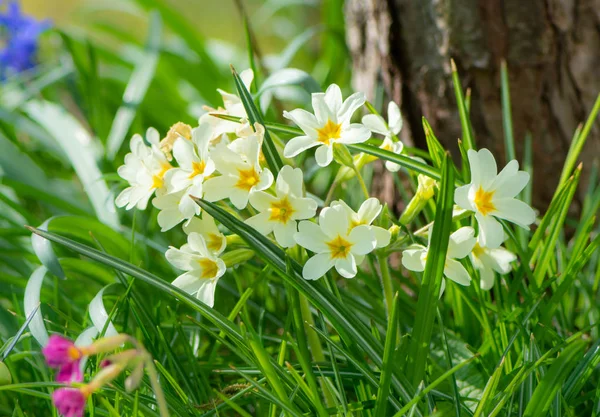 Yellow daffodils in the garden — Stock Photo, Image