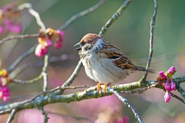 Eurasian Tree Sparrow sitter på en kvist – stockfoto