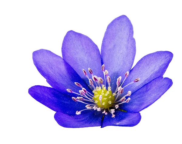 İzole mor liverleaf çiçek çiçek — Stok fotoğraf