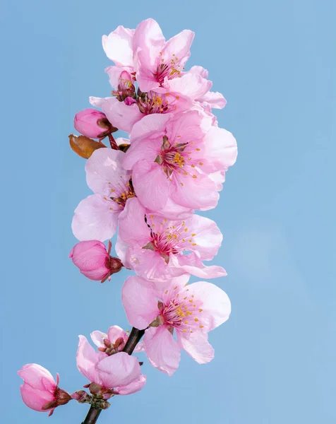 Pink peach blossoms — Stock Photo, Image