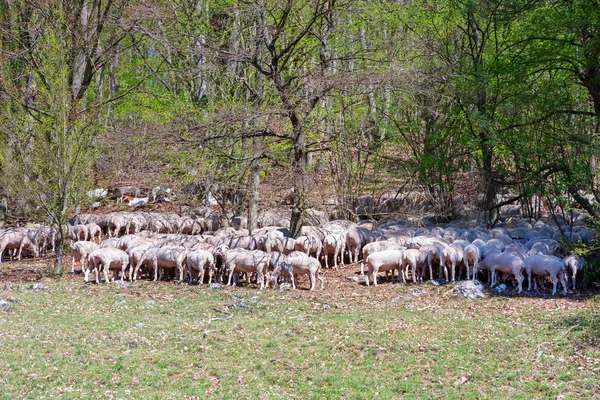 Kudde grazende schapen — Stockfoto