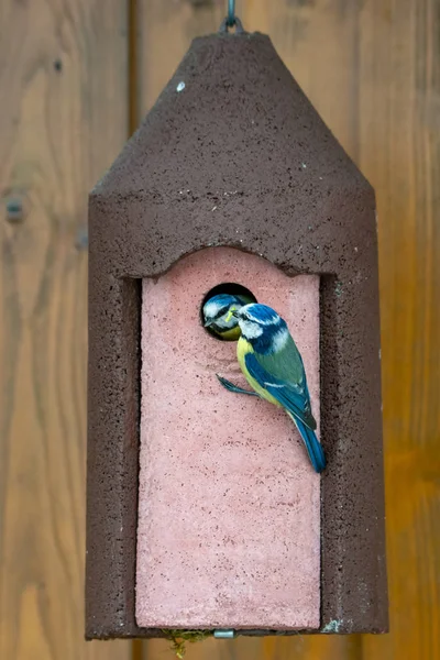 Blue Tit bird feeding its baby at the birdhouse — Stock Photo, Image