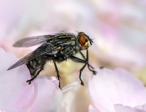 Makro einer Fliege auf einer Blüte — Stockfoto