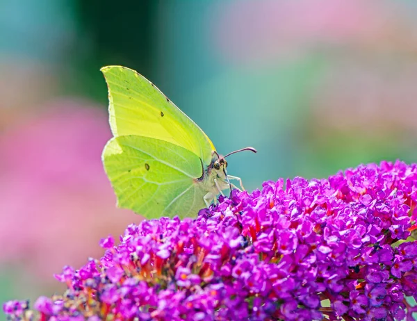 Papillon jaune de soufre — Photo