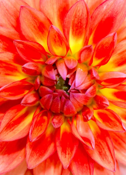 Abstact fundo flor natural com uma flor dahlia — Fotografia de Stock
