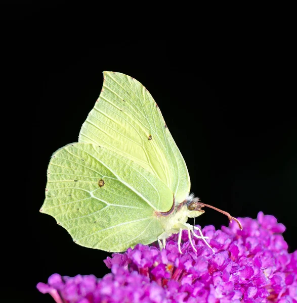 Yellow Brimstone Butterfly — Stock Photo, Image