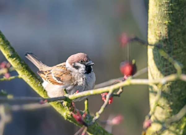 Eurasian Tree Sparrow sitting on a twig — Stock Photo, Image