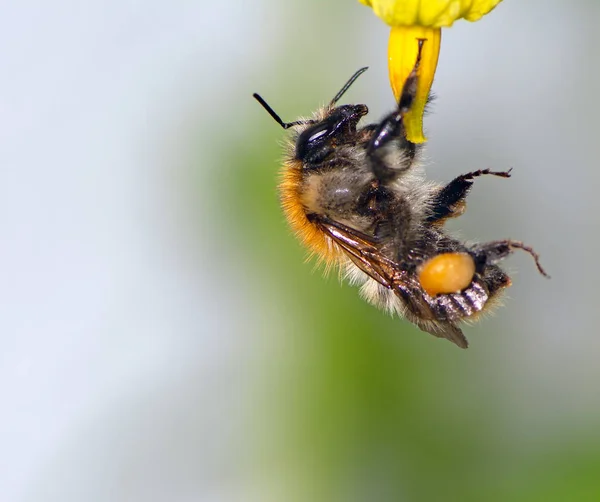 Bumblebee on flower blossoms — Stock Photo, Image