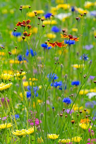Kvetoucí v létě luk — Stock fotografie