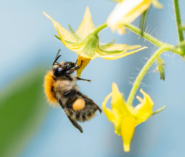 Bumblebee em flores de flor Imagens De Bancos De Imagens Sem Royalties