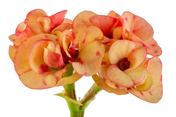 Flor de espina de cristo aislado —  Fotos de Stock