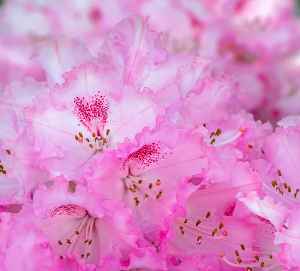 Růžový rododendron květy — Stock fotografie