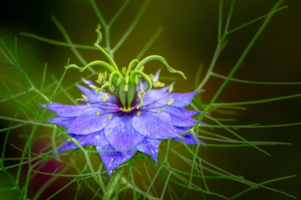 Blå nigella blomst blomstre Stock-billede