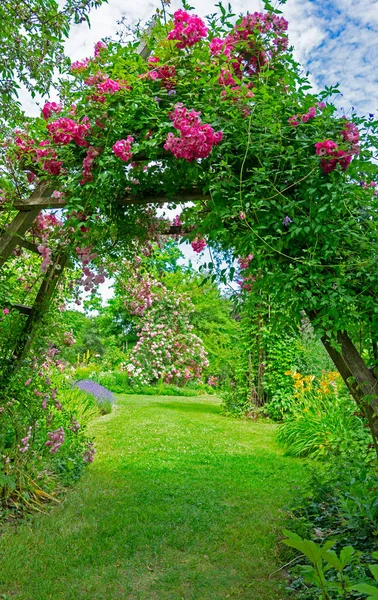 Розовый сад — стоковое фото