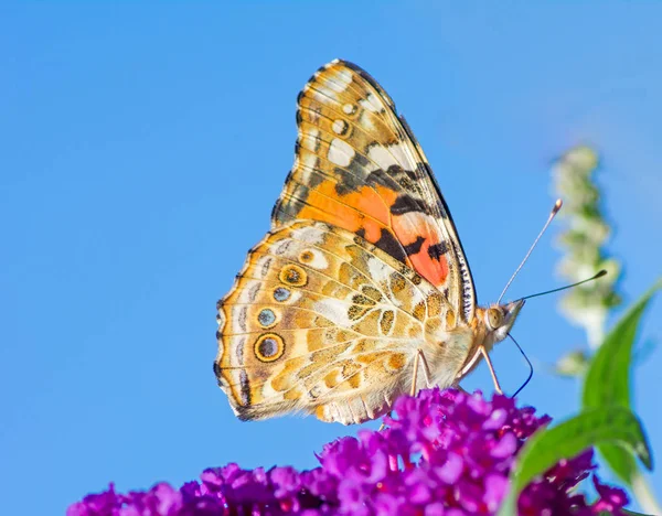 Malowane pani motyl — Zdjęcie stockowe