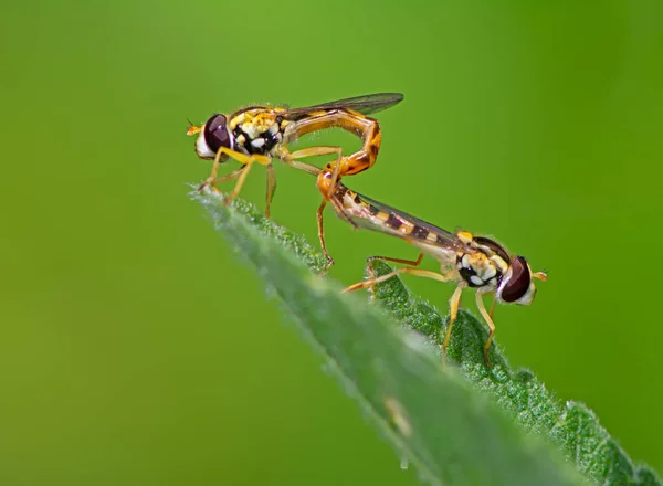 Hoverfly couple mating on a green leaf — Stock Photo, Image