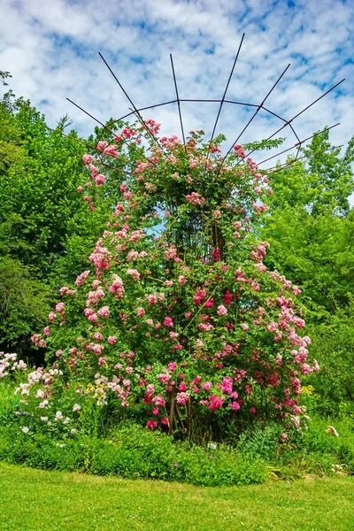 Jardín de rosas idílico — Foto de Stock