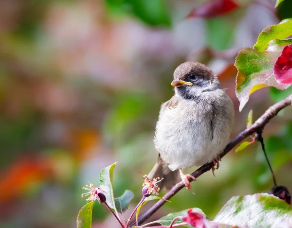 Ευρασιατική Tree Sparrow, κάθεται σε ένα κλαδί Εικόνα Αρχείου