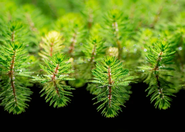 池の中の水の中の植物 ストック写真