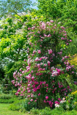 Pastoral gül bahçesi