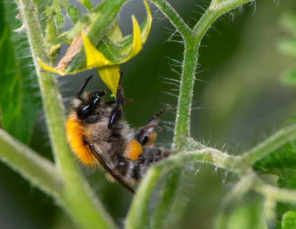 Bumblebee on flower blossoms — Stock Photo, Image