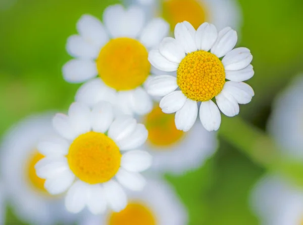 Daisy flower blossoms — Stock Photo, Image