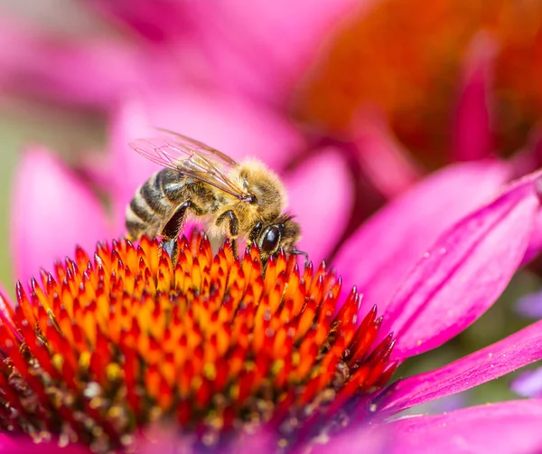 벌 이 호박꽃에 화밀을 모은다 — 스톡 사진