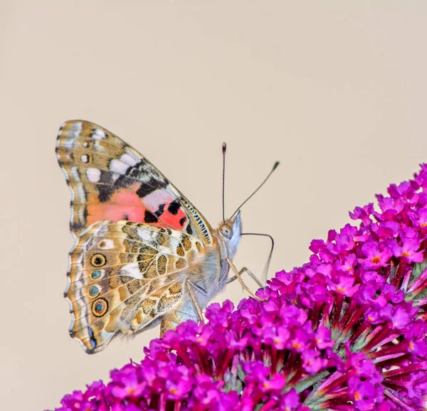 Schmetterlingsdame gemalt — Stockfoto