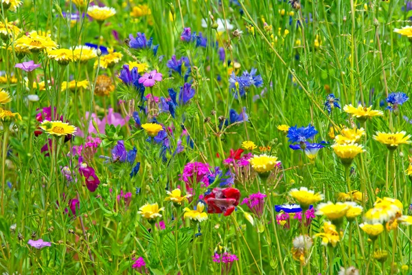 Kvetoucí v létě luk — Stock fotografie
