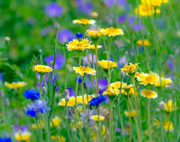 Flowering Summer Medow — Stock Photo, Image