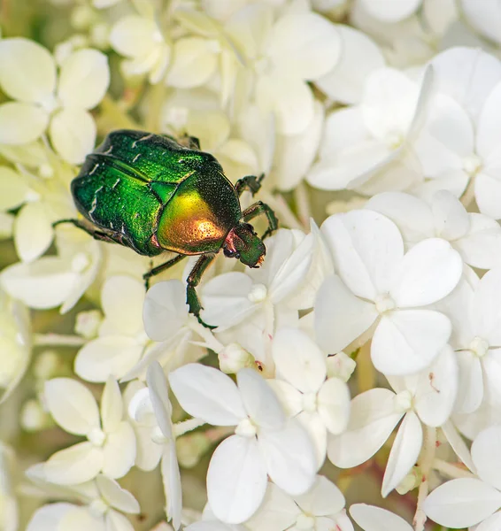 Bug chafer rosa em uma flor de flor — Fotografia de Stock