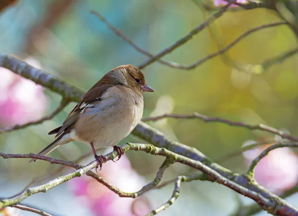 Fringuello Comune Femminile Fringilla Coelebs Seduto Sul Ramoscello Albero — Foto Stock