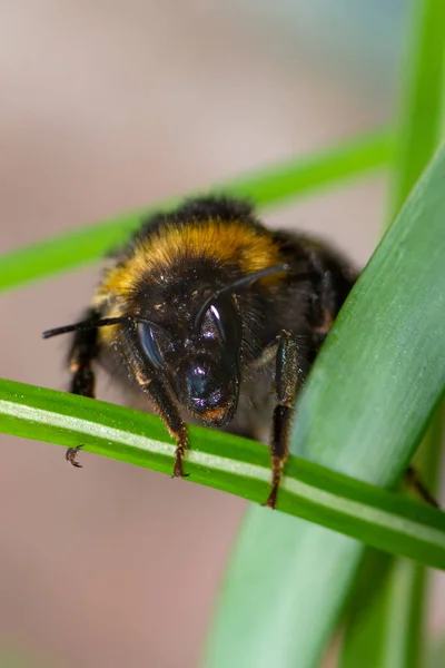 Macro Van Een Noordelijke Witstaarthommel Bombus Magnus — Stockfoto