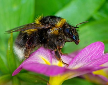 Kuzey beyaz kuyruklu bir yaban arısının makro 'su (Bomba magnus)