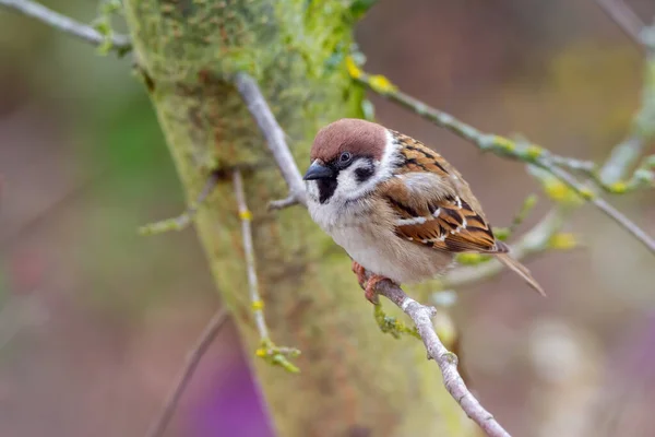 Closeup Sparrow Bird Sitting Brach Tree — Stock Photo, Image