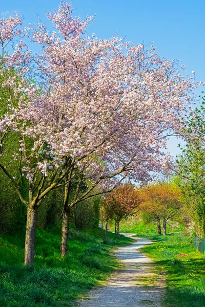 公園内にピンクの花の木がある歩道 — ストック写真