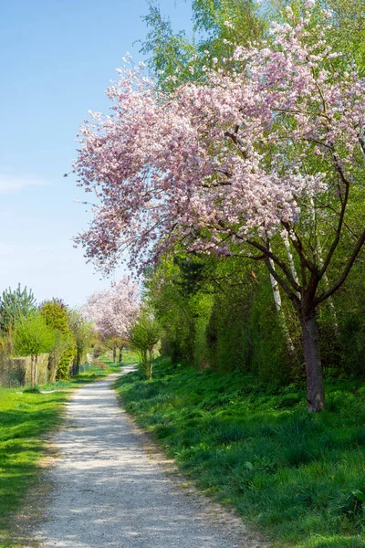 Voetpad Met Roze Bloeiende Bomen Een Park — Stockfoto