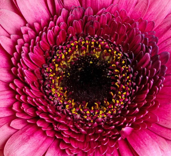 Pembe Gerbera Çiçeğinin Soyut Makrosu — Stok fotoğraf