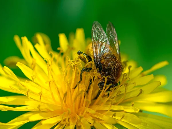 Bee Pollinating Yellow Dandelion Blossom — Stock Photo, Image