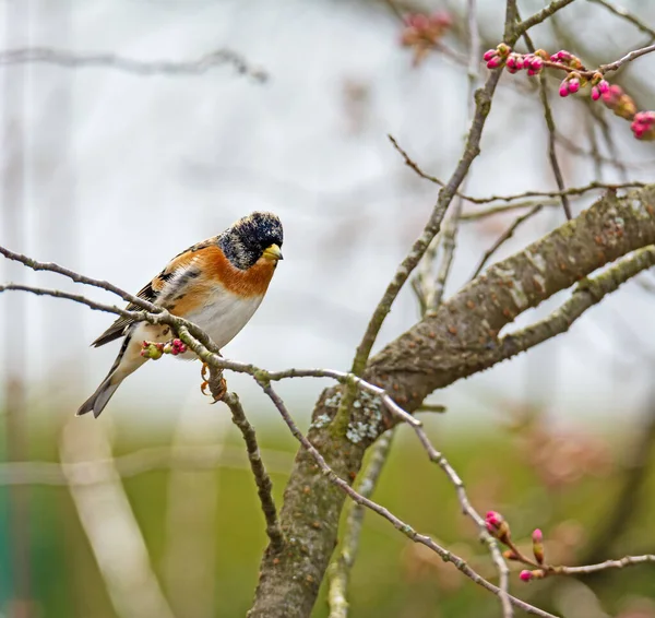 Nahaufnahme Eines Brabbelnden Vogels Auf Dem Zweig Eines Baumes — Stockfoto