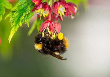 Japon akçaağaç çiçeklerinde polen toplayan erken dönem bir yaban arısının (Bombus pratorum) makrosudur.
