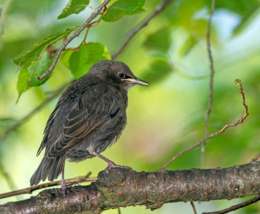 Bir ağacın dalında oturan genç bir sığırcık kuşunun yakın çekimi